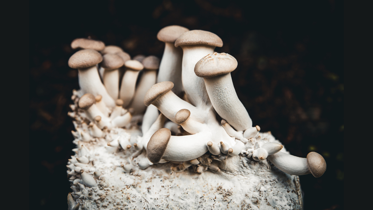 Les super-pouvoirs des champignons face aux radiations