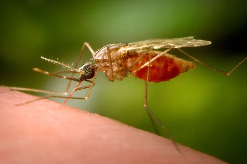 Target Malaria : lancement des tests de moustiques stériles au Burkina Faso début 2025 pour lutter contre le paludisme