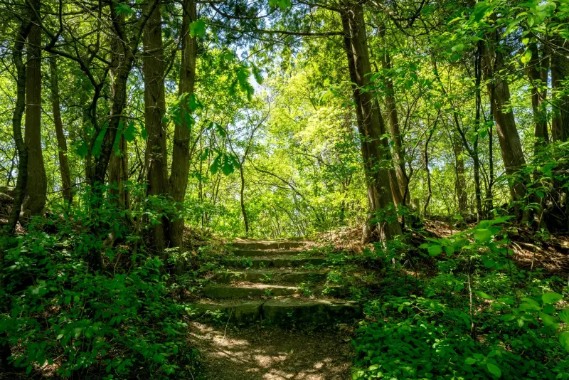 Montréal mise sur les forêts urbaines pour un avenir plus vert