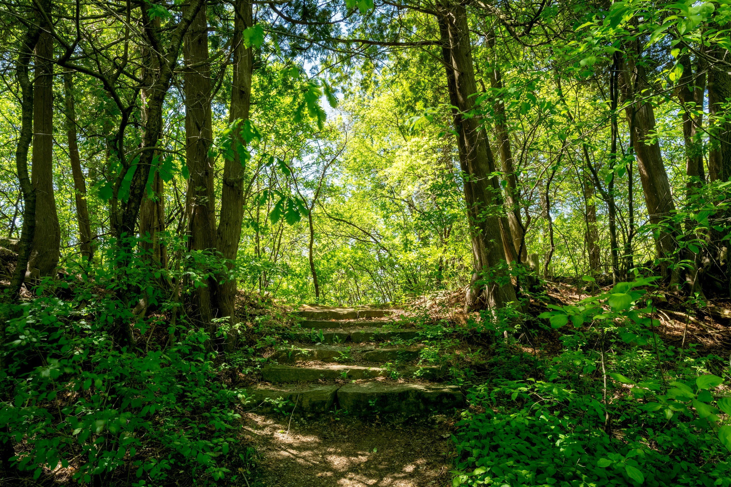Montréal mise sur les forêts urbaines pour un avenir plus vert