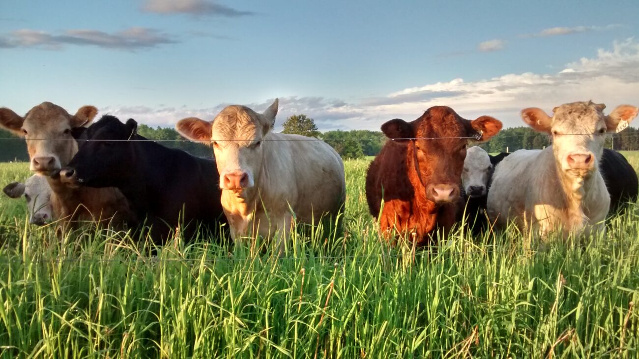 Agriculture régénératrice dans les Prairies canadiennes