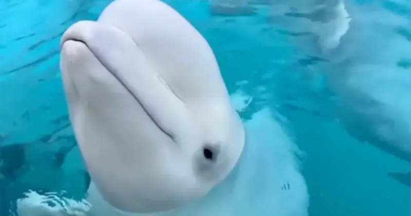 Bélugas de Marineland : six baleines transférées aux États-Unis avec succès