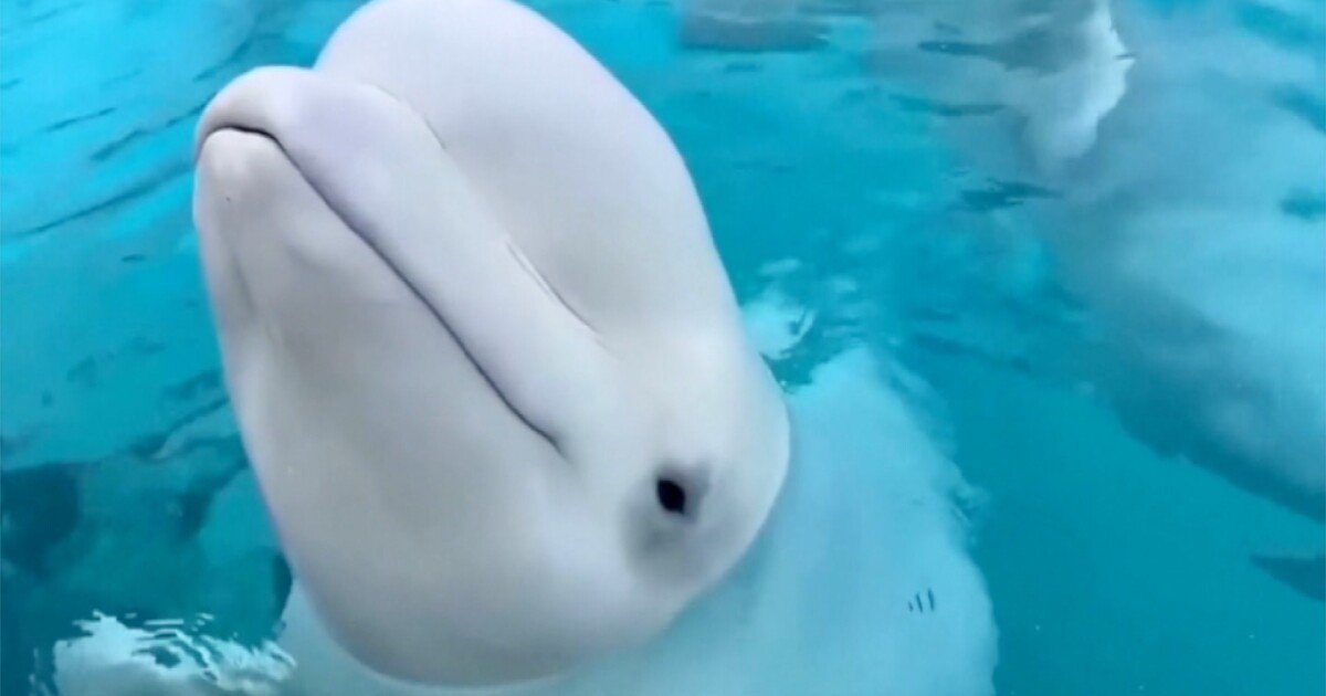 Bélugas de Marineland : six baleines transférées aux États-Unis avec succès