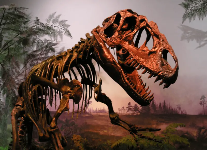Crâne de tyrannosaure en Colombie-Britannique : une première dans l'Ouest canadien