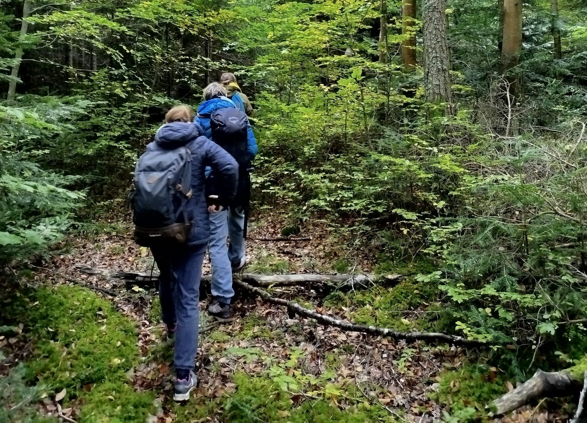 Bain de forêt (shinrin-yoku) : bienfaits et comment le pratiquer