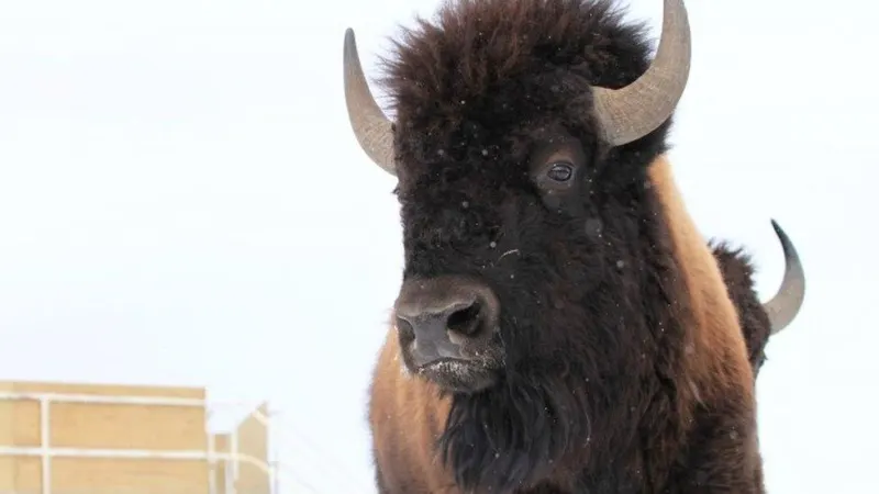 Disparu depuis un siècle, le bison est de retour à Banff