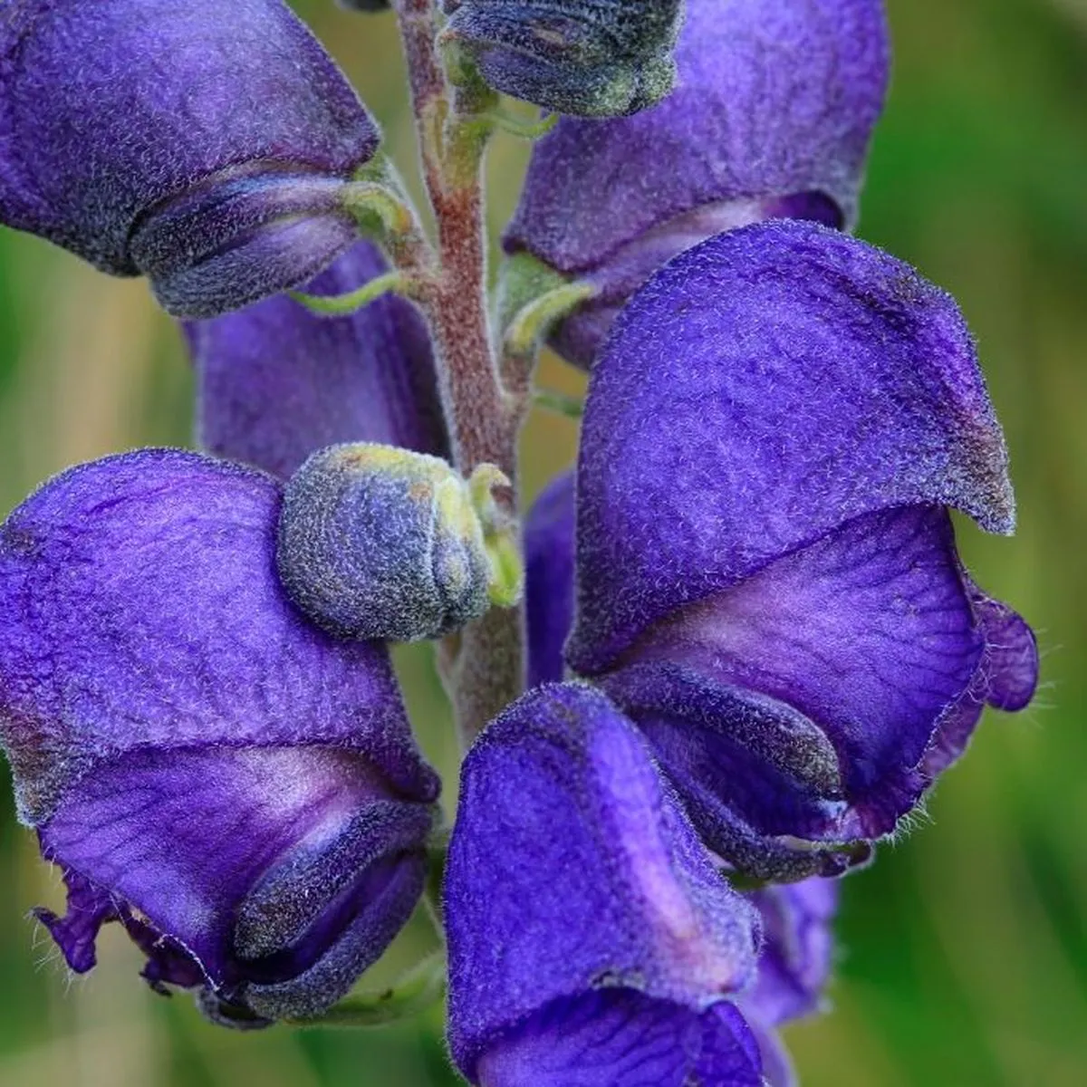 Deux fleurs vénéneuses pourraient inspirer de nouveaux médicaments