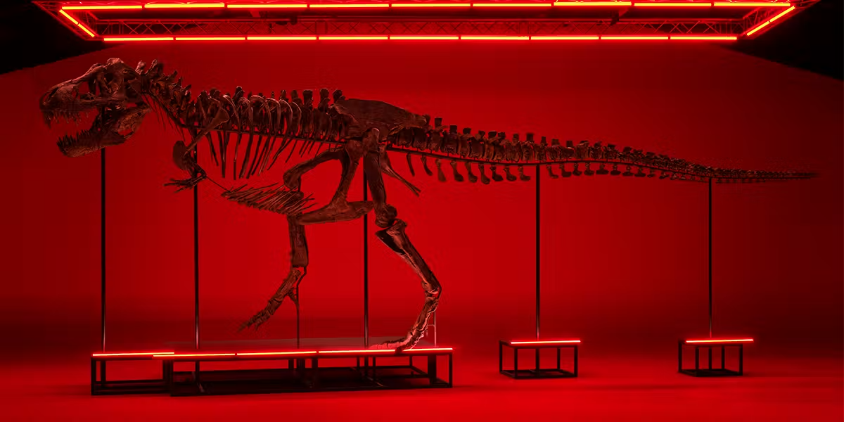 On a enfin retrouvé les pas d'un T. rex — et on sait comment il marchait
