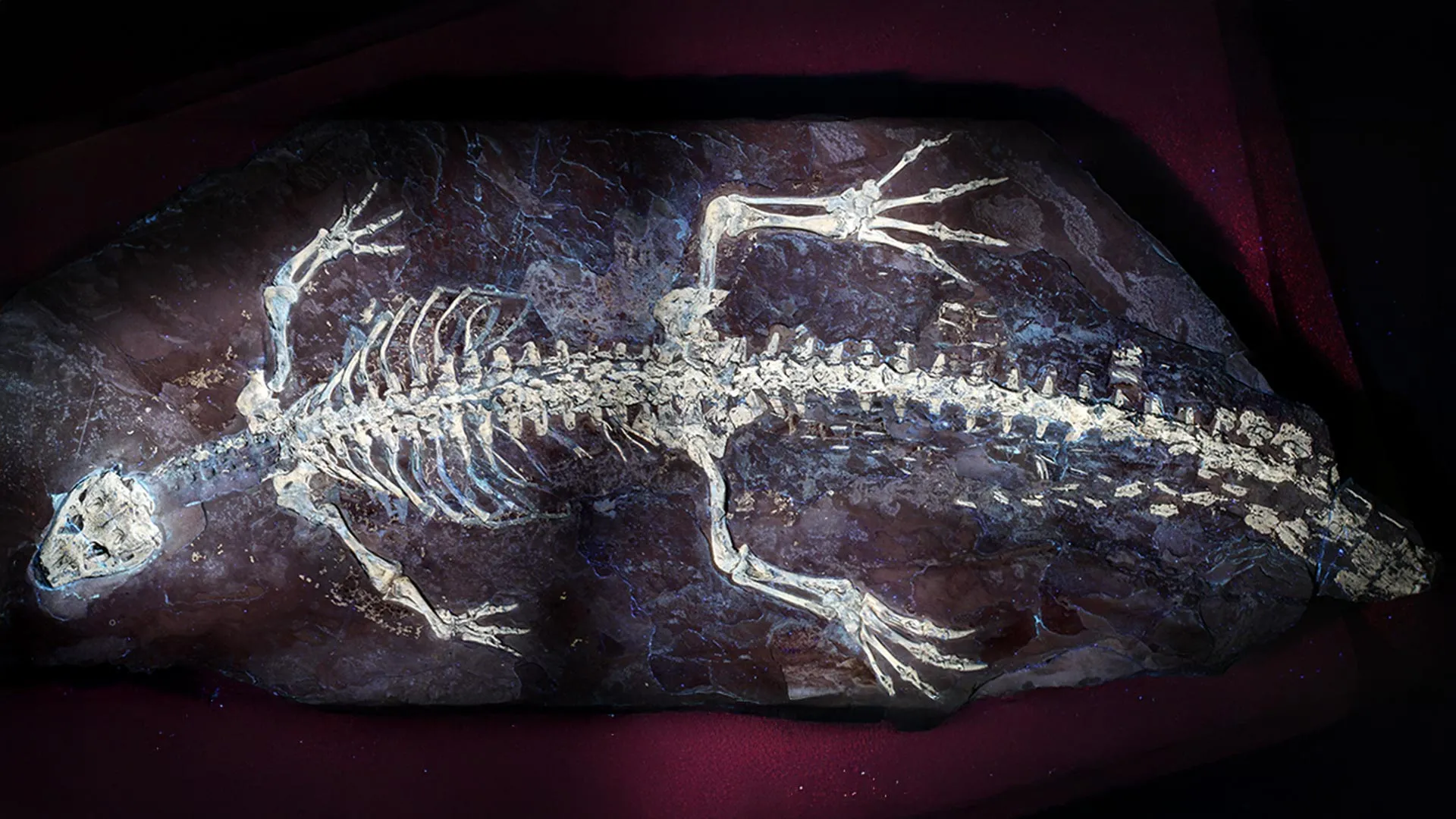 Un rayon d'UV réveille un crocodile de 125 millions d'années