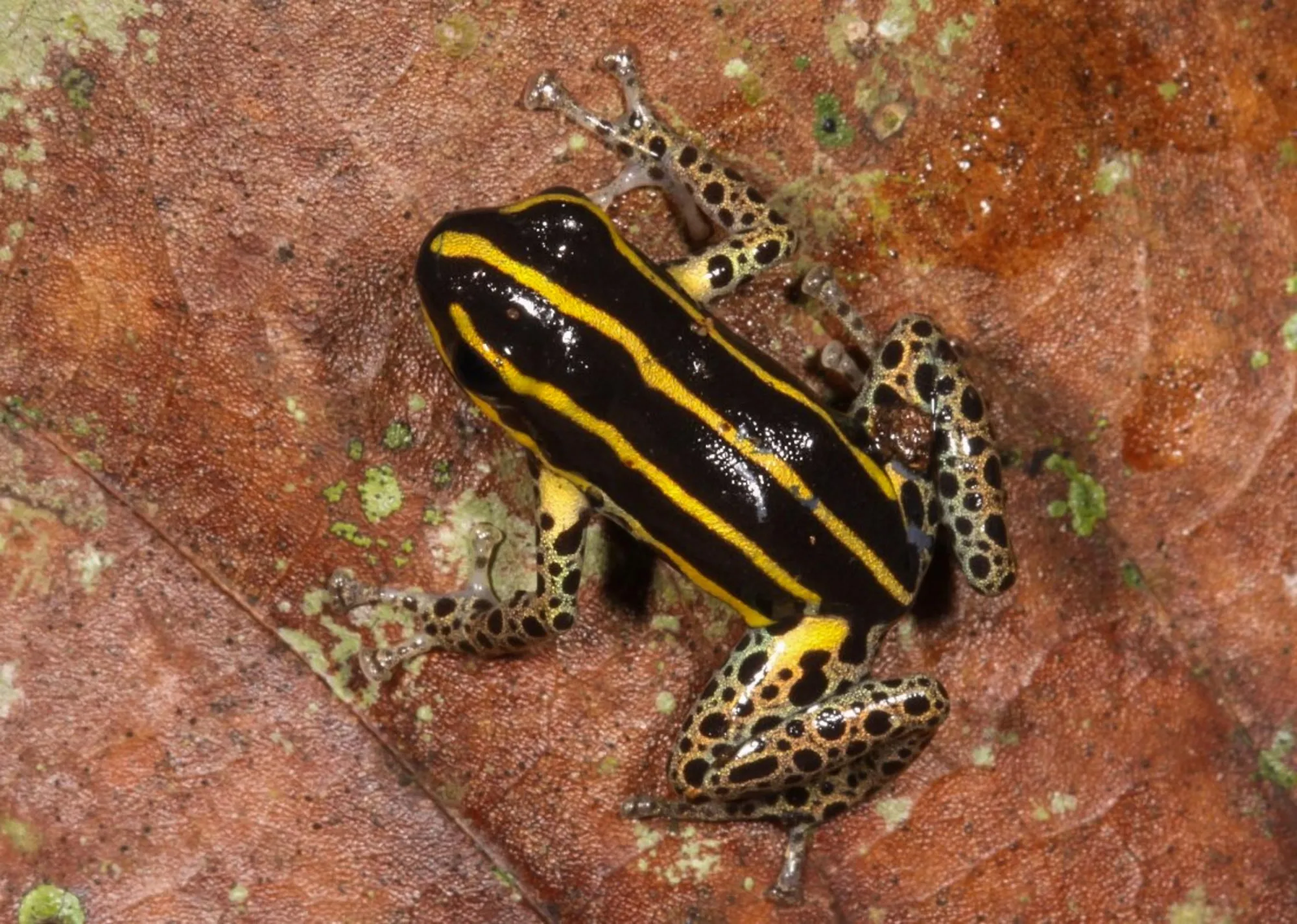 Cette nouvelle grenouille d'Amazonie s'est trahie… par son chant