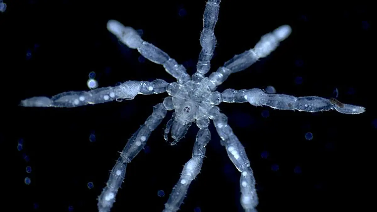 Des araignées de mer aux yeux rouges découvertes près de chez nous