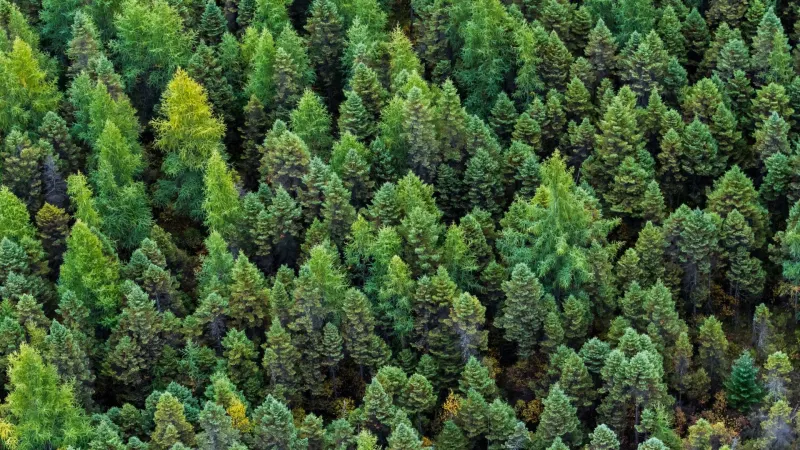 Terre-Neuve : 1 600 hectares rendus à la nature pour sauver le saumon