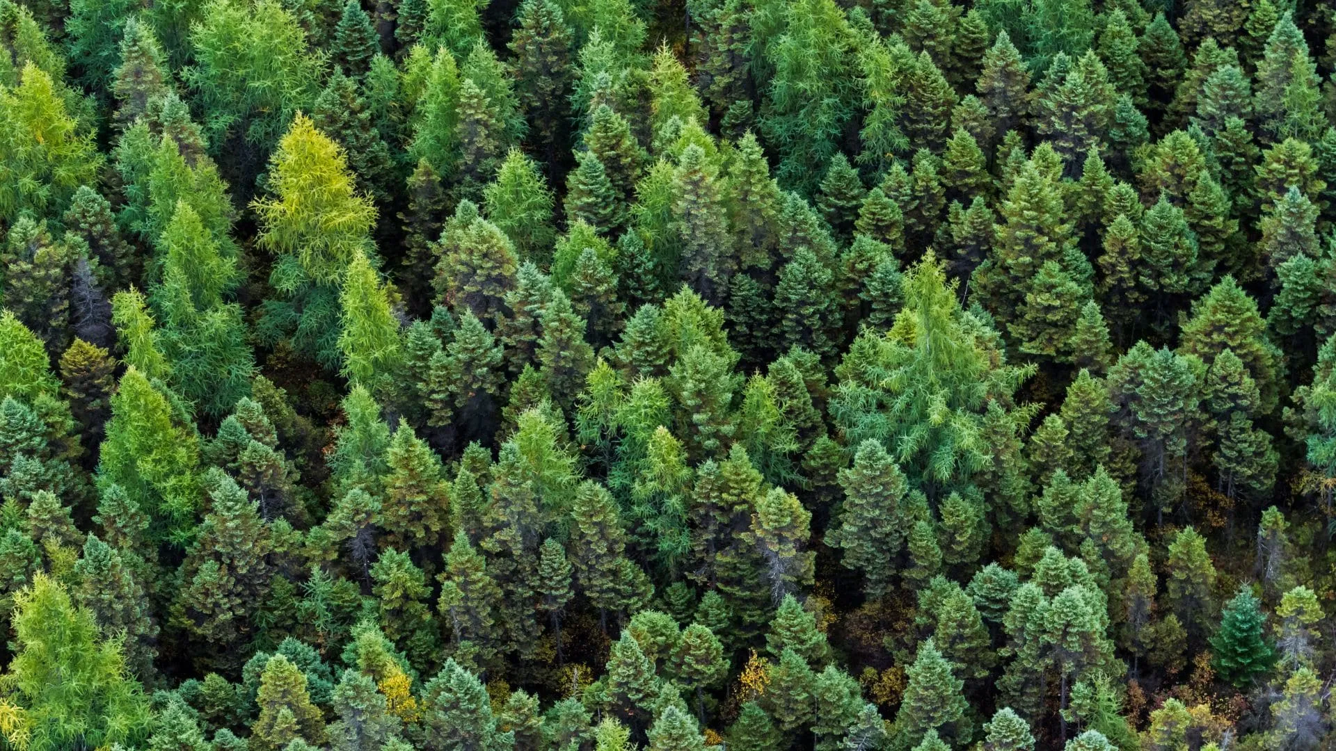 Terre-Neuve : 1 600 hectares rendus à la nature pour sauver le saumon