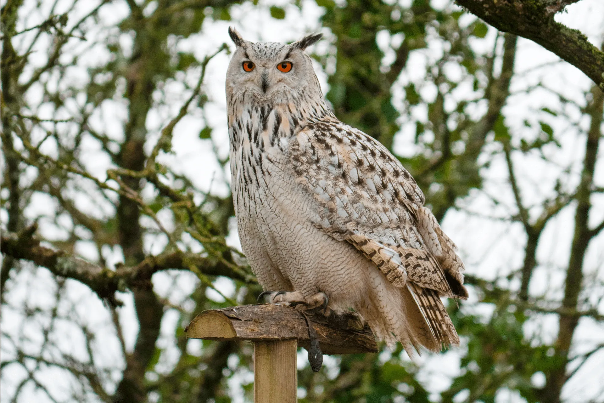 Un grand hibou inconnu découvert dans les Andes du Pérou